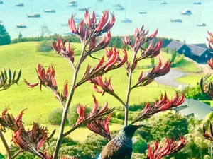 Tūī in Flowering Harakeke