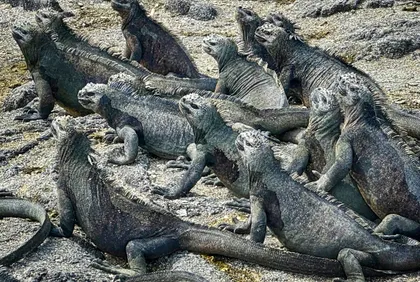 Sea Iguanas