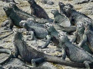 Sea Iguanas