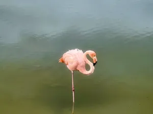 Flamingo