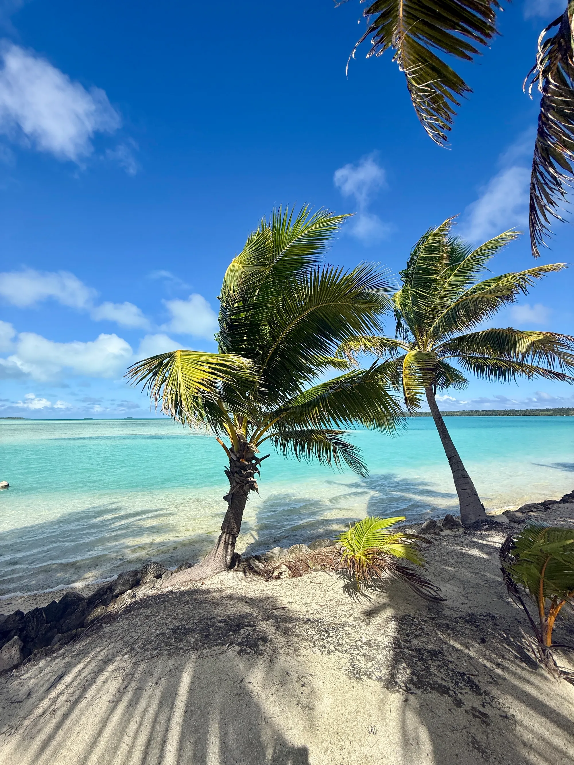Palms leaning out over the lagoon