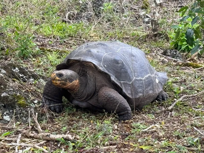 Photograph from Floreana: A Murder Mystery in the Galápagos