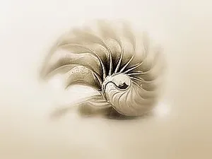 Nautilus