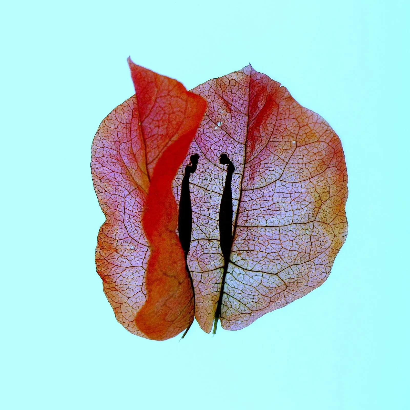 Hibiscus talking