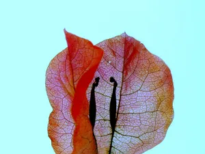 Hibiscus talking
