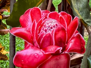 La Fortuna: Torch Ginger