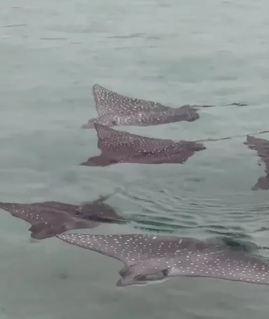 Fever of spotted rays- clip from video