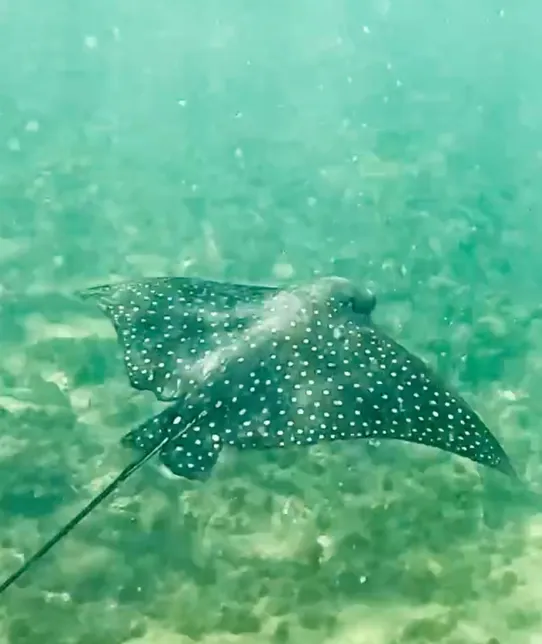 Eagle ray- clip from video so fuzzy