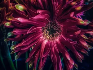 Dark Dalia