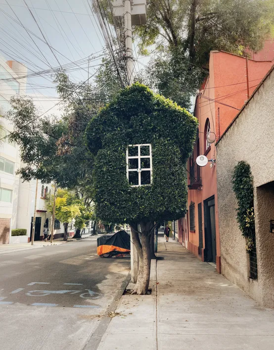 Photograph from Roma Norte and Condesa: Snapshots from a Leafy CDMX