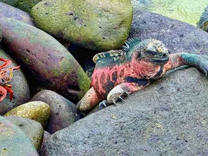 Iguana and crab