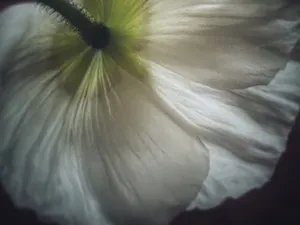 White Poppy