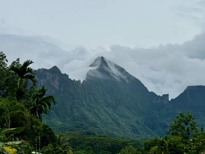 Photograph from Mini Life Mo’orea: No Nest is Better Than an Empty Nest