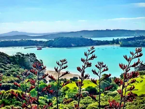 Harakeke, Waiheke Island