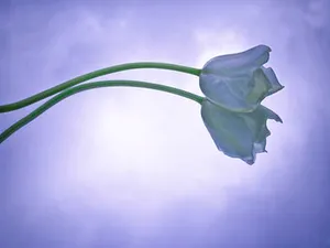 Blue Tulip