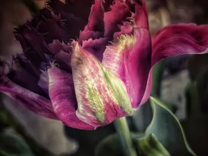 Purple Tulip