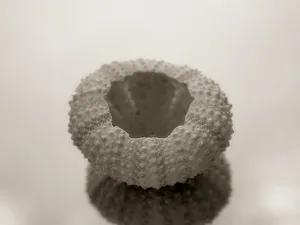 Sea Urchin
