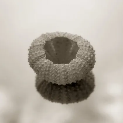 Sea Urchin